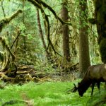 Washington State Olympic National Park