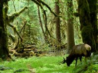 Washington State Olympic National Park - iStockPhotos.com