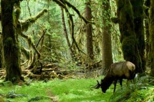Washington State Olympic National Park - iStockPhotos.com