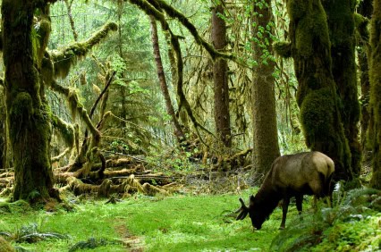 Washington State Olympic National Park - iStockPhotos.com