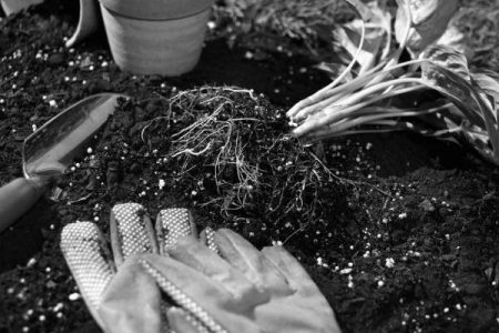 garden tools, gloves and seedlings
