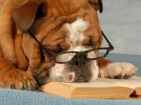 dog reading a book