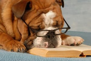 dog reading a book