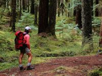 hiking in the woods