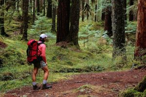 hiking in the woods