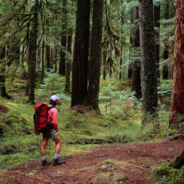 hiking in the woods