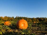 pumpkin patch field