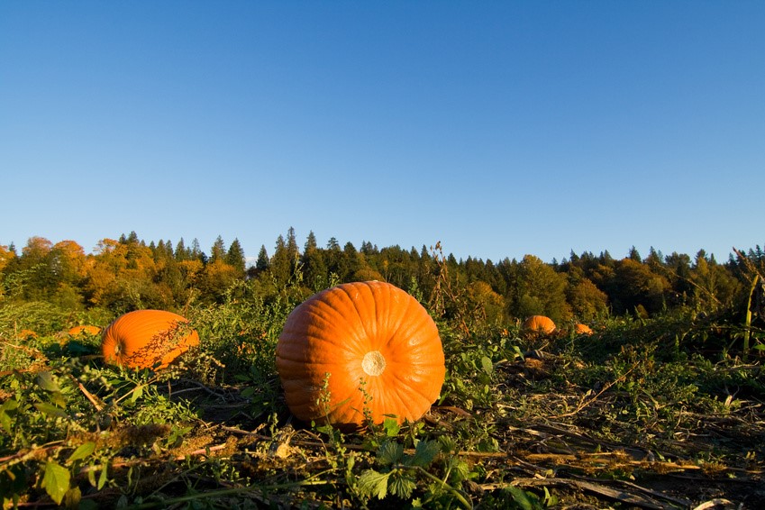 pumpkins laying in a large field