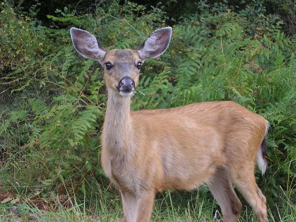 Deer (Odocoileus species) in Washington State photo by Ted Kimble CC2.0