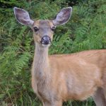 Deer (Odocoileus species) in Washington State photo by Ted Kimble CC2.0