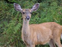 Deer (Odocoileus species) in Washington State photo by Ted Kimble CC2.0