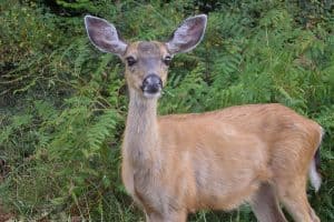 Deer (Odocoileus species) in Washington State photo by Ted Kimble CC2.0