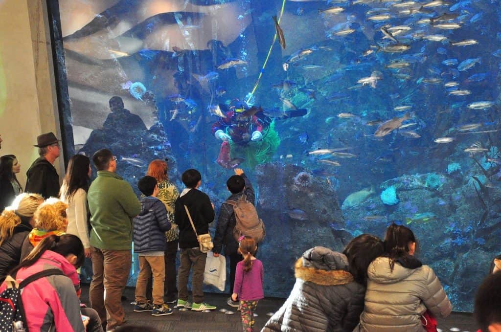 Seattle Aquarium 2015 photo by Joe Mabel (CC2)