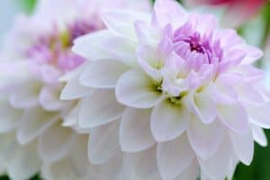 white and pink dahlia flower