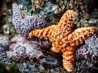 Purple and orange starfish