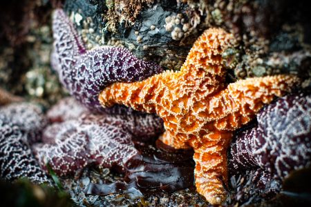 Purple and orange starfish