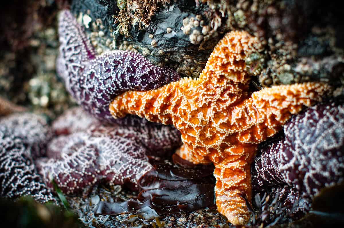 Purple and orange starfish