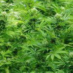 Cannabis plants in blossom