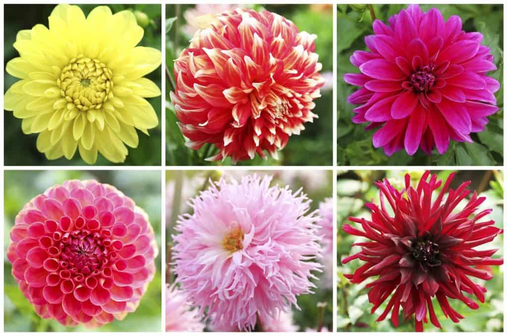 Dahlia flower varieties
