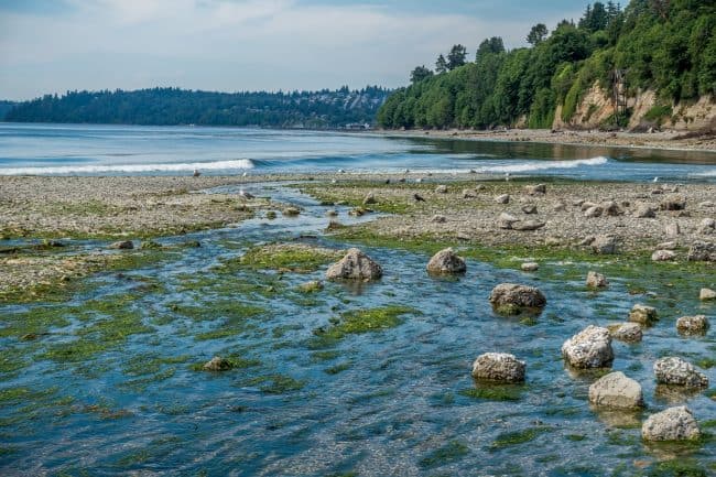 Flowing Stream At Saltewater State Park