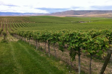 Red Willow Vineyard in the Washington wine region of the Yakima Valley photo by Agne27 (CC3)