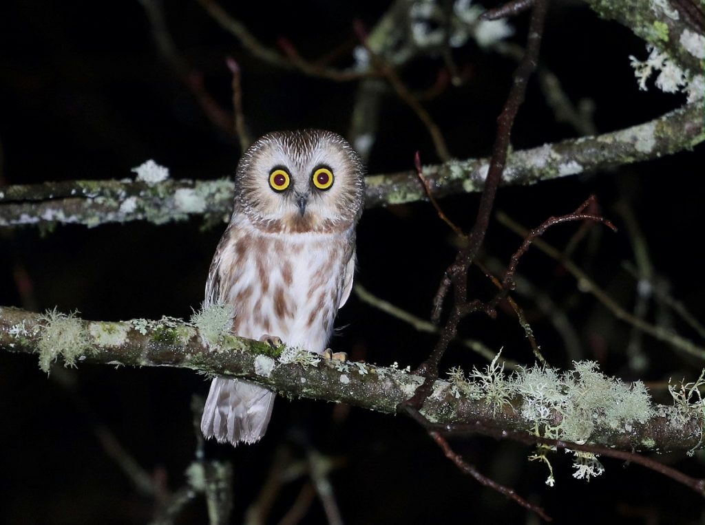 Northern Saw-whet Owl at Night