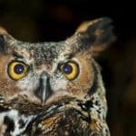 Great Horned Owl