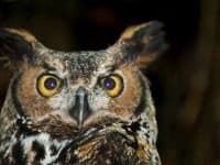 Great Horned Owl