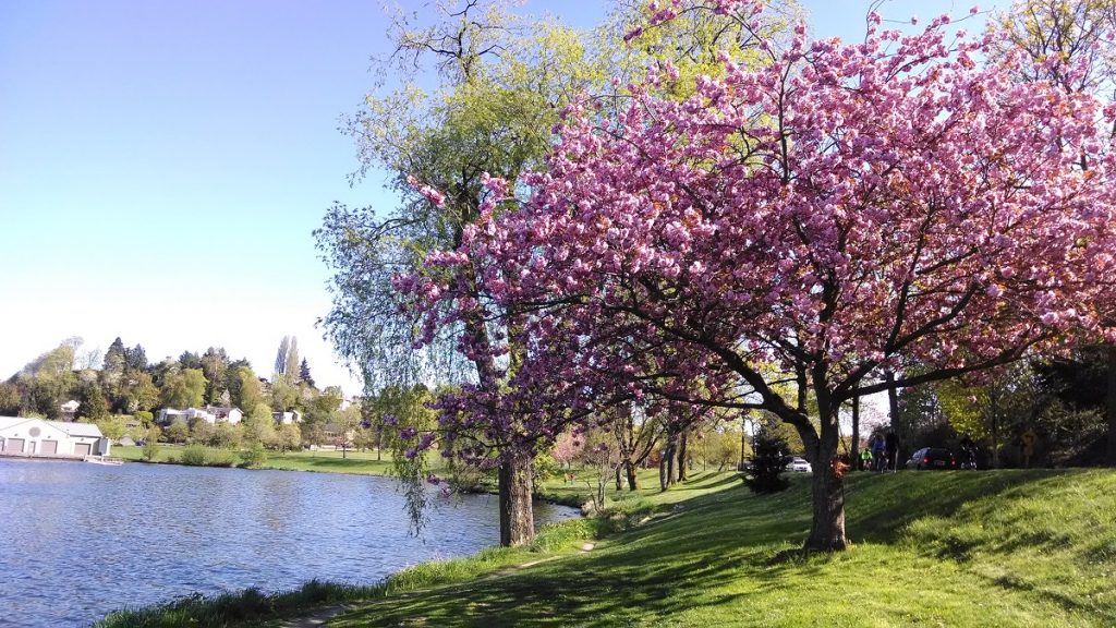 Are There Cherry Blossom Trees In California - Where To See Cherry Blossoms In California