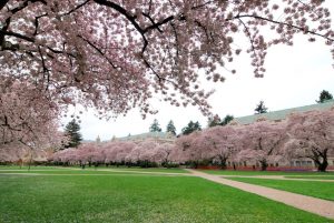 Cherry blossom trees photo from Microsoft Clipart