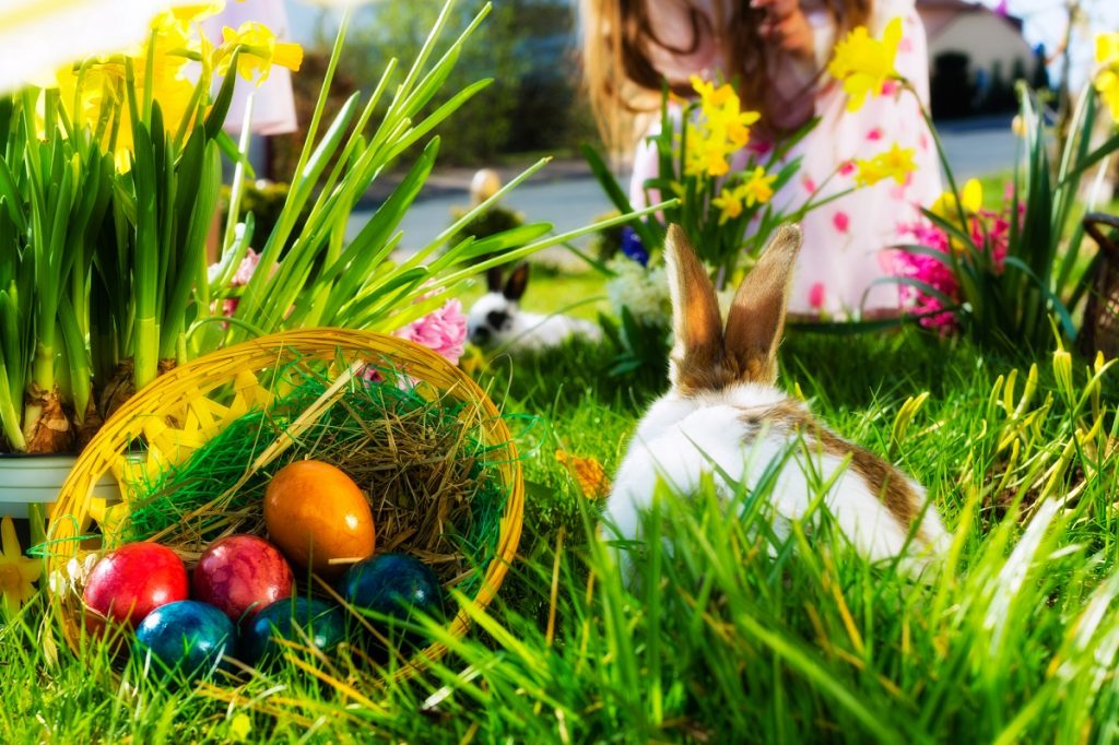 Easter egg basket and bunny