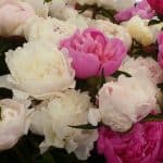 Peonies at Seattle farmers markets photo by Carole Cancler.