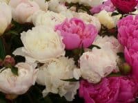 Peonies at Seattle farmers markets 2009 photo by Carole Cancler