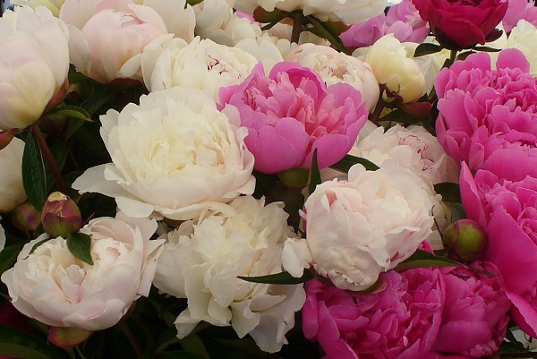 Peonies at Seattle farmers markets photo by Carole Cancler.
