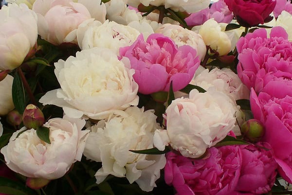 Peonies at Seattle farmers markets 2009 photo by Carole Cancler