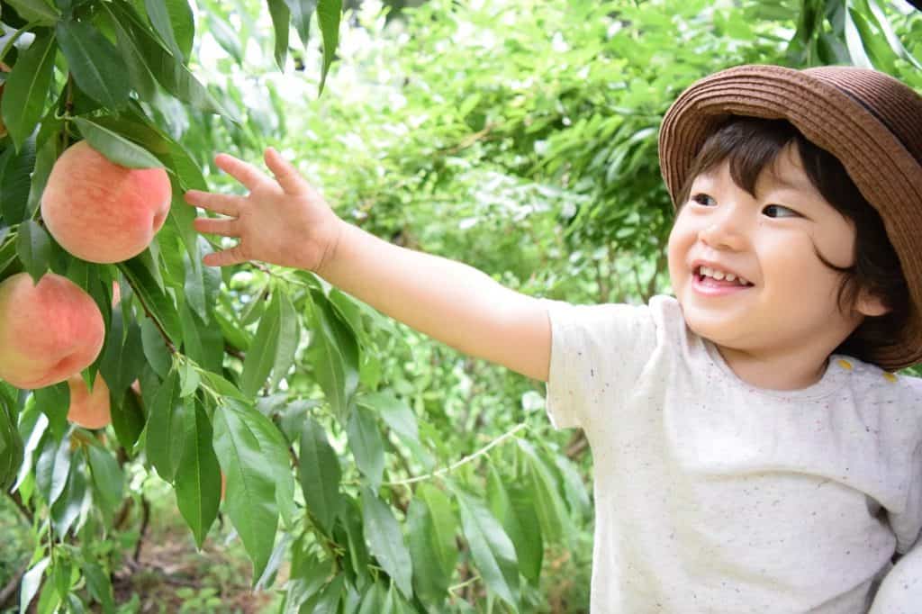 young child picking a peach