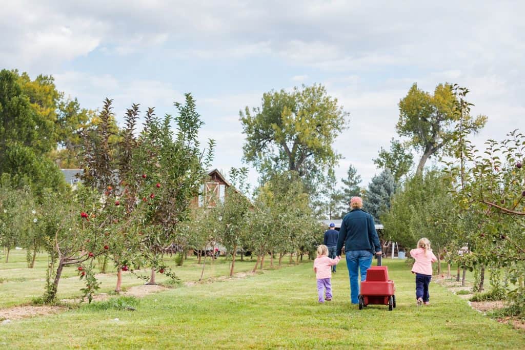 Young family strolling a u-pick apple farm