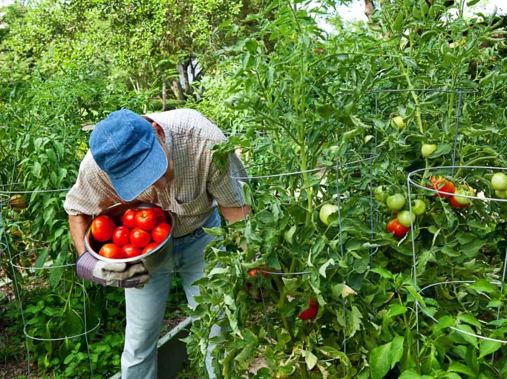 picking tomatoes from the vine