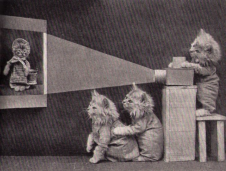 Cat Video Fest
