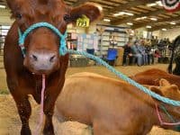 Kittias County Fair animals