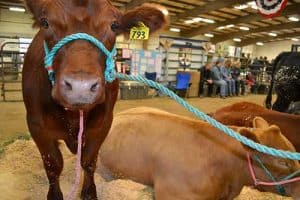 Kittias County Fair animals