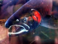 Salmon at Issaquah hatchery