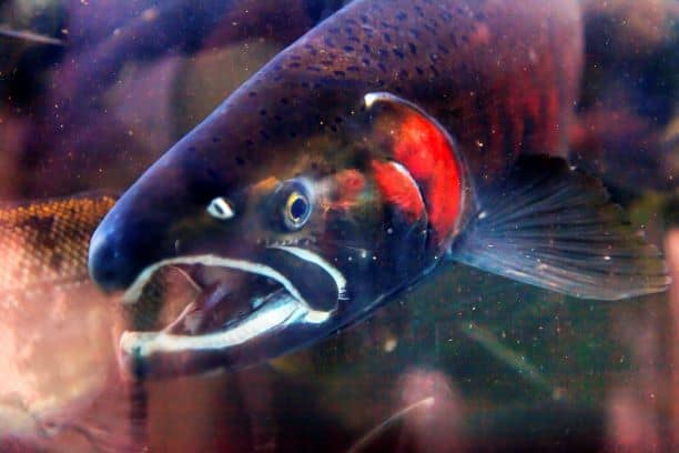 Salmon at Issaquah hatchery