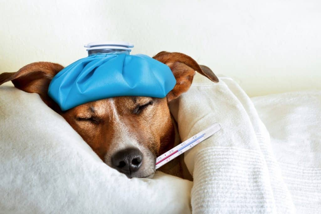 Sick ill dog photo by damedeeso - DepositPhotos.com