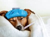 Sick ill dog photo by damedeeso - DepositPhotos.com