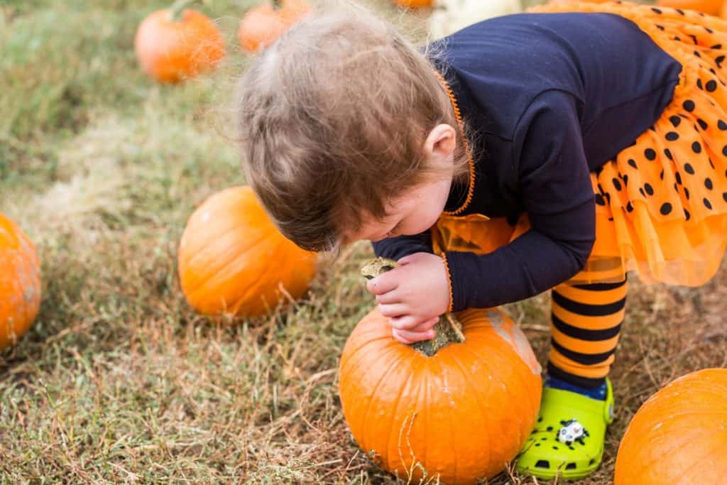 Pumpkin patch