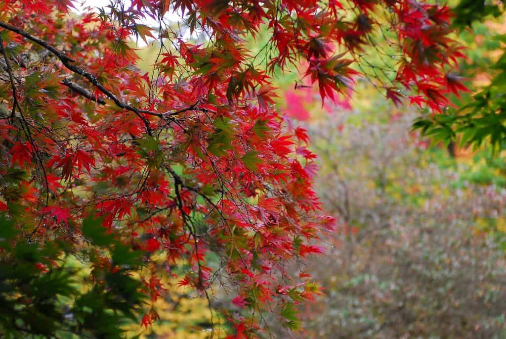 Washington Park Arboretum fall color October 2011 photo by epsilonimages (CC2)