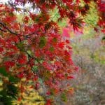 Washington Park Arboretum fall color October 2011 photo by epsilonimages (CC2)