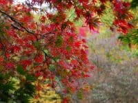 Washington Park Arboretum fall color October 2011 photo by epsilonimages (CC2)