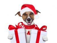 santa christmas dog with gifts